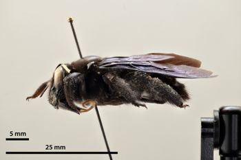 Media type: image;   Entomology 810642 Aspect: habitus lateral view